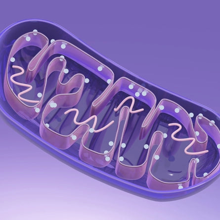 Illustration of a mitochondrion on a purple background